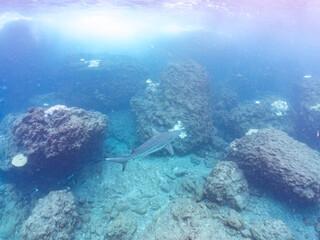 半水面撮影。
大きく美しいカマストガリザメ（メジロザメ科）他。
英名学名：Blacktip shark, Carcharhinus limbatus
静岡県伊豆半島賀茂郡南伊豆町中木ヒリゾ浜2024年
