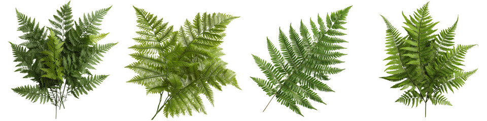 Flora ferns species clip art collection. Watercolor illustration of a Boston fern plant in a digital artwork format.