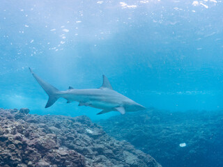 半水面撮影。
大きく美しいカマストガリザメ（メジロザメ科）他。
英名学名：Blacktip shark, Carcharhinus limbatus
静岡県伊豆半島賀茂郡南伊豆町中木ヒリゾ浜2024年

