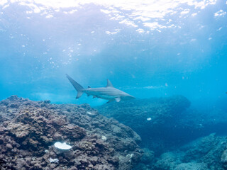 半水面撮影。
大きく美しいカマストガリザメ（メジロザメ科）他。
英名学名：Blacktip shark, Carcharhinus limbatus
静岡県伊豆半島賀茂郡南伊豆町中木ヒリゾ浜2024年
