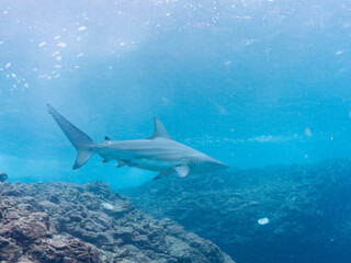 半水面撮影。
大きく美しいカマストガリザメ（メジロザメ科）他。
英名学名：Blacktip shark, Carcharhinus limbatus
静岡県伊豆半島賀茂郡南伊豆町中木ヒリゾ浜2024年
