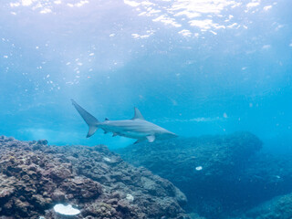 半水面撮影。
大きく美しいカマストガリザメ（メジロザメ科）他。
英名学名：Blacktip shark, Carcharhinus limbatus
静岡県伊豆半島賀茂郡南伊豆町中木ヒリゾ浜2024年
