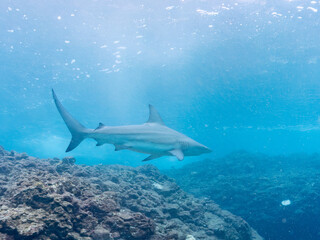 半水面撮影。
大きく美しいカマストガリザメ（メジロザメ科）他。
英名学名：Blacktip shark, Carcharhinus limbatus
静岡県伊豆半島賀茂郡南伊豆町中木ヒリゾ浜2024年
