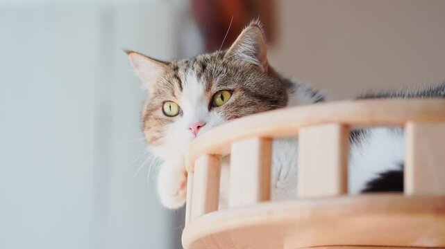 pet care concept with play and happy feeling with cat in living room 