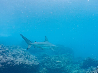 半水面撮影。
大きく美しいカマストガリザメ（メジロザメ科）他。
英名学名：Blacktip shark, Carcharhinus limbatus
静岡県伊豆半島賀茂郡南伊豆町中木ヒリゾ浜2024年
