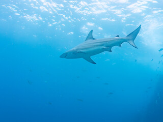 半水面撮影。
大きく美しいカマストガリザメ（メジロザメ科）他。
英名学名：Blacktip shark, Carcharhinus limbatus
静岡県伊豆半島賀茂郡南伊豆町中木ヒリゾ浜2024年
