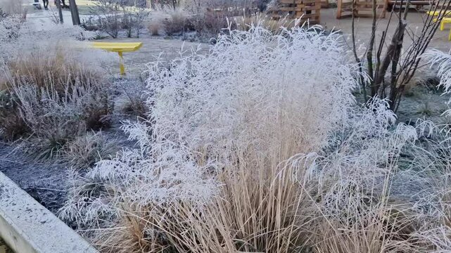 upright, perennial, frost resistant. In our country it is known as the common millet. ornamental grass on tall-stemmed prairies forms graceful, dense tufts up to 130 cm high, near department store