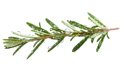 Rosemary branches with water drops isolated on white background