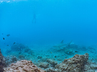 半水面撮影。
大きく美しいカマストガリザメ（メジロザメ科）他。
英名学名：Blacktip shark, Carcharhinus limbatus
静岡県伊豆半島賀茂郡南伊豆町中木ヒリゾ浜2024年

