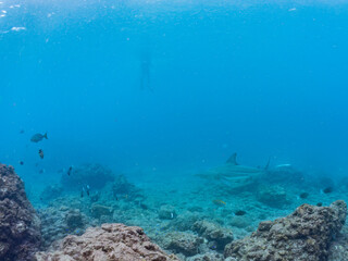 半水面撮影。
大きく美しいカマストガリザメ（メジロザメ科）他。
英名学名：Blacktip shark, Carcharhinus limbatus
静岡県伊豆半島賀茂郡南伊豆町中木ヒリゾ浜2024年
