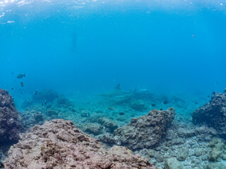 半水面撮影。
大きく美しいカマストガリザメ（メジロザメ科）他。
英名学名：Blacktip shark, Carcharhinus limbatus
静岡県伊豆半島賀茂郡南伊豆町中木ヒリゾ浜2024年
