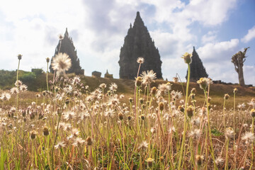 Central Java Indonesia - 20 September 2011 Tridax daisy flowers frame the iconic Prambanan temple...