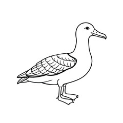 Duck isolated on white background