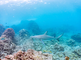 半水面撮影。
大きく美しいカマストガリザメ（メジロザメ科）他。
英名学名：Blacktip shark, Carcharhinus limbatus
静岡県伊豆半島賀茂郡南伊豆町中木ヒリゾ浜2024年
