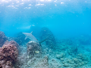 半水面撮影。
大きく美しいカマストガリザメ（メジロザメ科）他。
英名学名：Blacktip shark, Carcharhinus limbatus
静岡県伊豆半島賀茂郡南伊豆町中木ヒリゾ浜2024年
