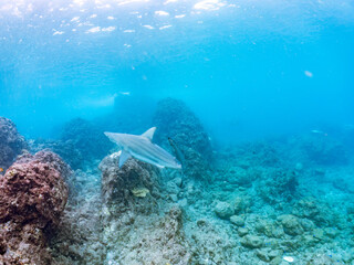 半水面撮影。
大きく美しいカマストガリザメ（メジロザメ科）他。
英名学名：Blacktip shark, Carcharhinus limbatus
静岡県伊豆半島賀茂郡南伊豆町中木ヒリゾ浜2024年
