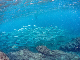 遊泳, スキンダイバー, ダイバー, ボラ, ボラ科, 半水面撮影, ヒリゾ浜, 中木, 南伊豆, 伊豆半島, 静岡県, 海, 水中, 魚, 水, 自然, 動物, 生物, 海中, 深い, 風景, シュノーケリング, スキンダイビング, ビーチ, 色, カラフル, 美しい, 可愛い, 魚群, 水中カメラ, 水中ハウジング, 透明, 波, 岩礁, ソフトコーラル, 海景, 旅行, サンゴ礁, 浜辺, 