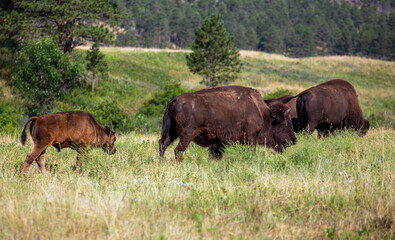 American Buffalo and Calf in the Field, Custer State Park, South Dakota