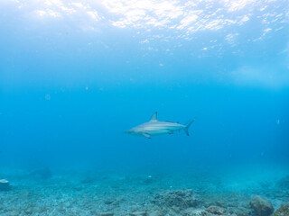 半水面撮影。
大きく美しいカマストガリザメ（メジロザメ科）他。
英名学名：Blacktip shark, Carcharhinus limbatus
静岡県伊豆半島賀茂郡南伊豆町中木ヒリゾ浜2024年

