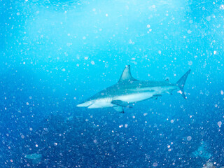 半水面撮影。
大きく美しいカマストガリザメ（メジロザメ科）他。
英名学名：Blacktip shark, Carcharhinus limbatus
静岡県伊豆半島賀茂郡南伊豆町中木ヒリゾ浜2024年
