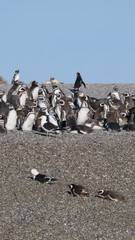 Vertical image of  A big group of Magellanic Penguins Spheniscus Magellanicus standing on a pebbled beach basking in the sun.