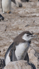 Vertical image of  A group of Magellanic Penguins Spheniscus magellanicus chicks standing on rocks basking in the sun and molting.