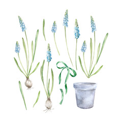 Fototapeta premium Muscari flower set. Collection with blue flowers, leaves and bulbs of spring plants, a bow and a flower pot hand painted with watercolor and isolated on white background. Elements for design