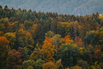 Obraz premium Dense colorful forest trees in the autumn on a hill. Bird eye telephoto view, moody light, no people
