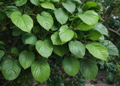 Fresh wild betel leafbush leaves as natural diabetes treatment, natural, alternative medicine, diabetes treatment, green