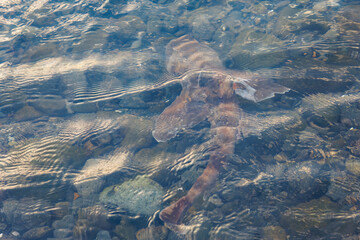 混獲で水揚げされたネコザメ（ネコザメ科）。この後元気に海に帰っていった。
英名学名：Japanese bullhead shark, Heterodontus japonicus, shark
静岡県伊豆半島賀茂郡南伊豆町中木ヒリゾ浜2024年
