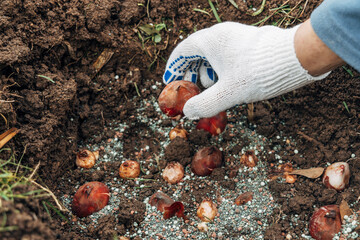 hands holding tulip bulbs before planting them in the ground