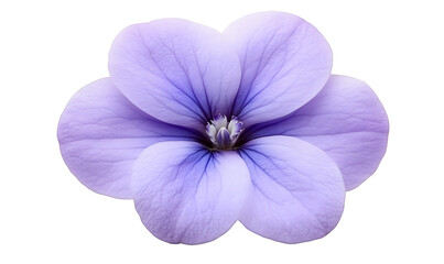 Lavender flower bloom, macro studio shot, botanical, isolated background, design element