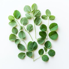 Flat lay of green leaves arranged on white background.