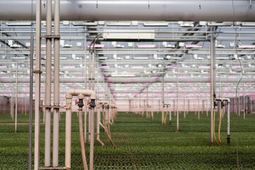 Industrial pipes and green plants in a greenhouse