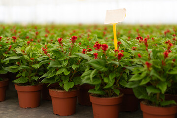 Red flowering plants arranged in rows indoors with tag