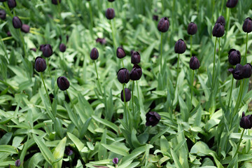 Black tulips in a lush green field