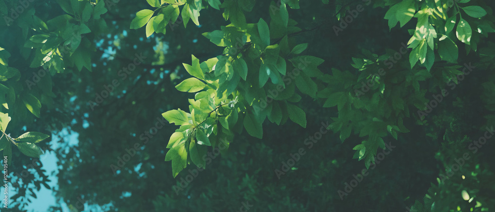 Poster Exploring the enchanting textures of forest canopy and dense foliage in sunlight