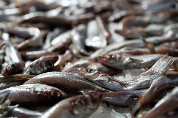 Fresh sardines on ice in market
