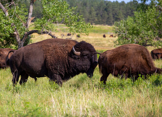 Herd of American Buffalo in the Field, Custer State Park, South Dakota