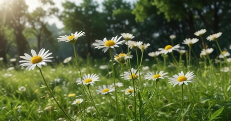 Fresh camomiles swaying in the breeze against a backdrop of green foliage, vibrant colors, natural, sunny day, growth, organic