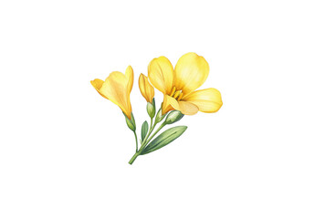 Fototapeta premium Watercolor illustration of a yellow freesia flower on a white background