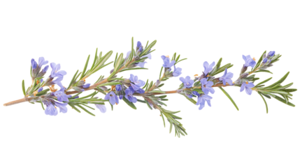 Rosemary branch with flowers isolated on white background