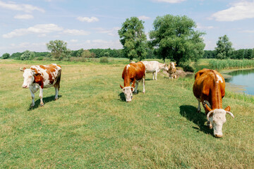 Obraz premium Cows of different colors graze on a spacious green meadow near a reservoir on a sunny summer day