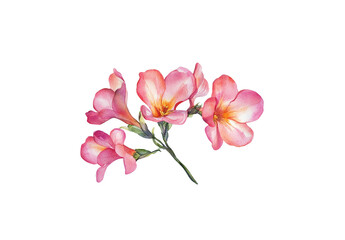 Fototapeta premium pink freesia Watercolor illustration on a white background