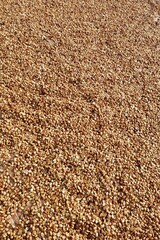 Close up of coffee beans drying in the sun           