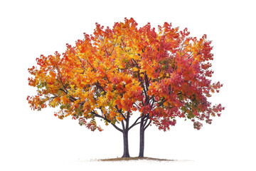 Maple Trees with Lush Fall Foliage in Brilliant Autumn Hues isolated on transparent background