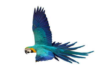 Colorful flying Blue and Gold Macaw parrot isolated on transparent background png file