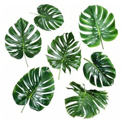 Tropical Green Palm Leaves and Monstera on White Background – Flat Lay
