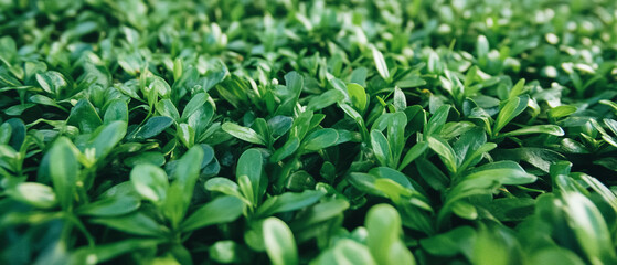 Vibrant green moss showcasing soft texture and intricate patterns under natural light
