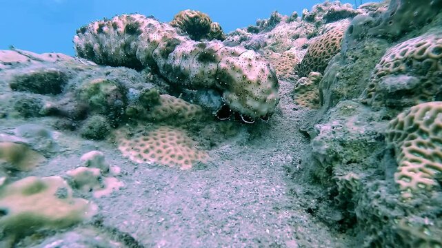 Sea cucumber (Holothuria edulis) showcasing detailed feeding tentacles extended over coral sand. Close view of its soft body texture and intricate appendages filtering nutrients.